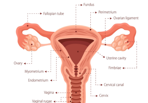 美國試管醫院比較好的？?
